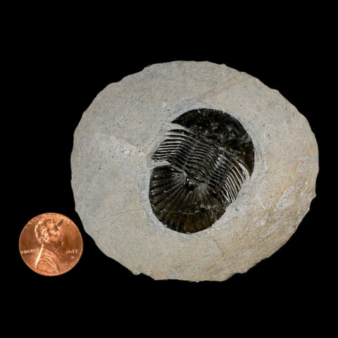 1.4" Scabriscutellum Trilobite Fossil Devonian Morocco 400 Million Years Old COA - Fossil Age Minerals