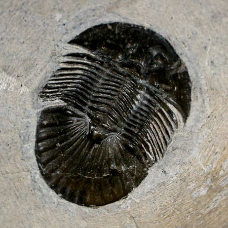 1.4" Scabriscutellum Trilobite Fossil Devonian Morocco 400 Million Years Old COA