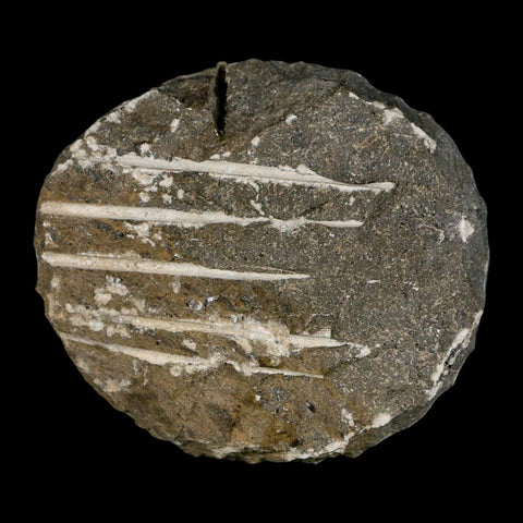 1.4" Scabriscutellum Trilobite Fossil Devonian Morocco 400 Million Years Old COA - Fossil Age Minerals