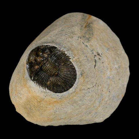 1.2" Scabriscutellum Trilobite Fossil Devonian Morocco 400 Million Years Old COA - Fossil Age Minerals