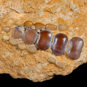 1.6" Bony Fish Fossil Phacodus Punctatus Ray Finned Jaw Teeth In Matrix Morocco