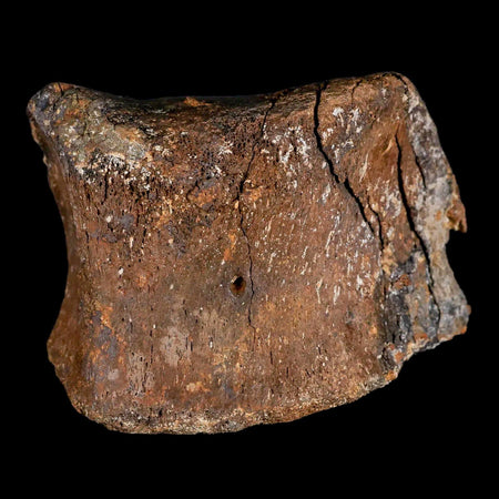 3.2" Gryposaurus Fossil Toe Bone Duck-Billed Dinosaur Judith River FM MT COA