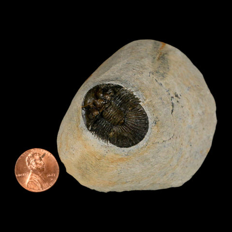 1.2" Scabriscutellum Trilobite Fossil Devonian Morocco 400 Million Years Old COA - Fossil Age Minerals