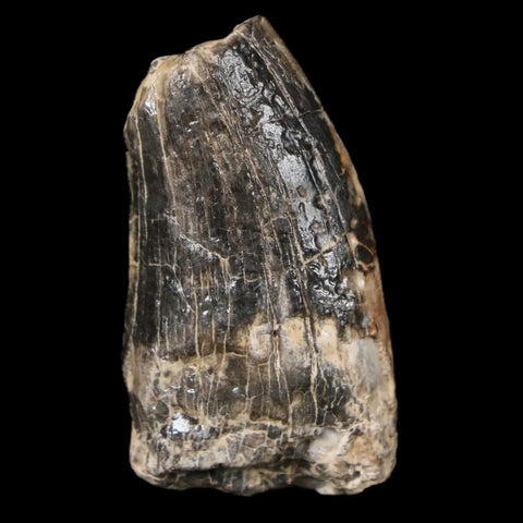 1.5" Afrovenator Fossil Tooth Tiouraren FM Tenere Desert Niger Jurassic Dinosaur - Fossil Age Minerals