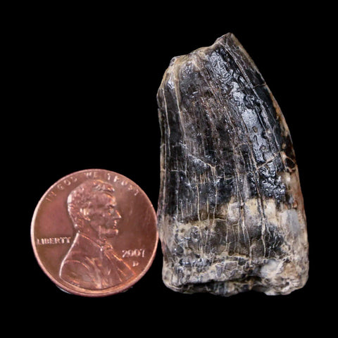 1.5" Afrovenator Fossil Tooth Tiouraren FM Tenere Desert Niger Jurassic Dinosaur - Fossil Age Minerals