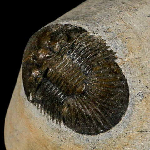 1.2" Scabriscutellum Trilobite Fossil Devonian Morocco 400 Million Years Old COA - Fossil Age Minerals