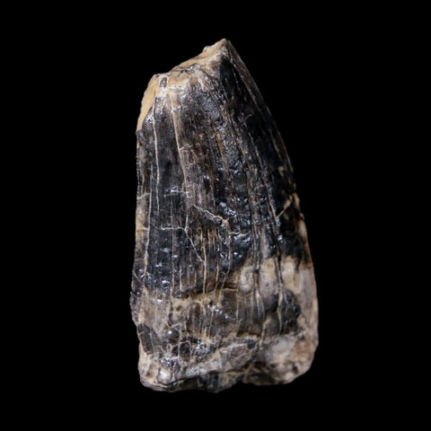 1.5" Afrovenator Fossil Tooth Tiouraren FM Tenere Desert Niger Jurassic Dinosaur - Fossil Age Minerals