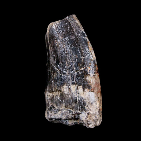1.5" Afrovenator Fossil Tooth Tiouraren FM Tenere Desert Niger Jurassic Dinosaur - Fossil Age Minerals