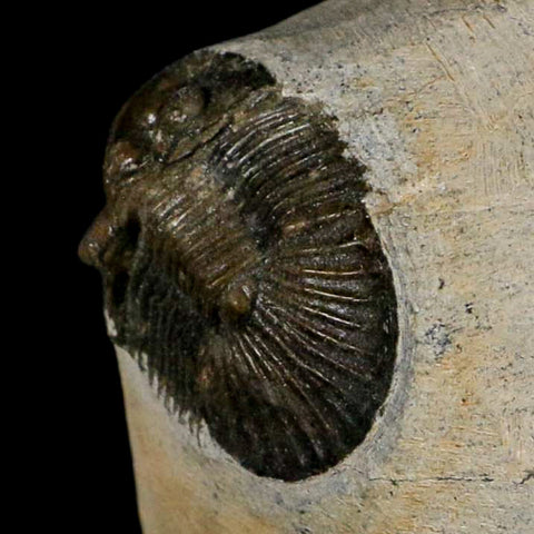 1.2" Scabriscutellum Trilobite Fossil Devonian Morocco 400 Million Years Old COA - Fossil Age Minerals