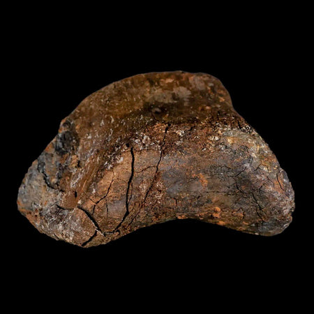 3.2" Gryposaurus Fossil Toe Bone Duck-Billed Dinosaur Judith River FM MT COA