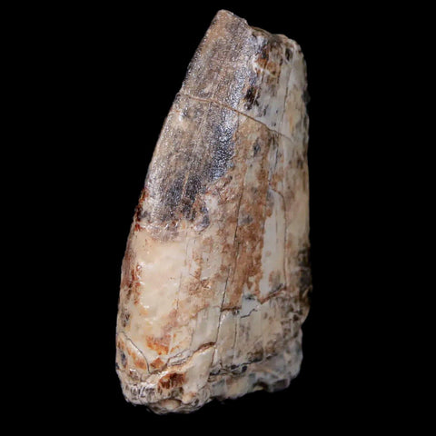 1.5" Afrovenator Fossil Tooth Tiouraren FM Tenere Desert Niger Jurassic Dinosaur - Fossil Age Minerals
