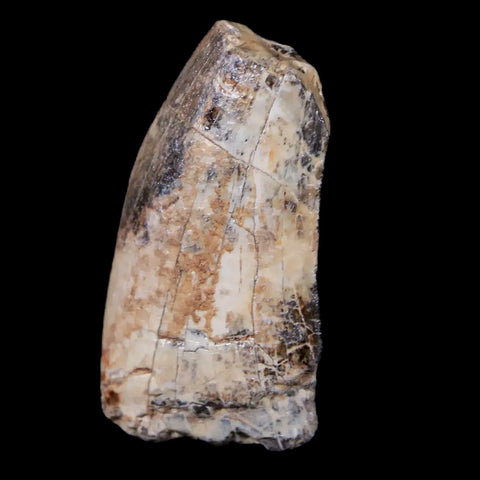 1.5" Afrovenator Fossil Tooth Tiouraren FM Tenere Desert Niger Jurassic Dinosaur - Fossil Age Minerals