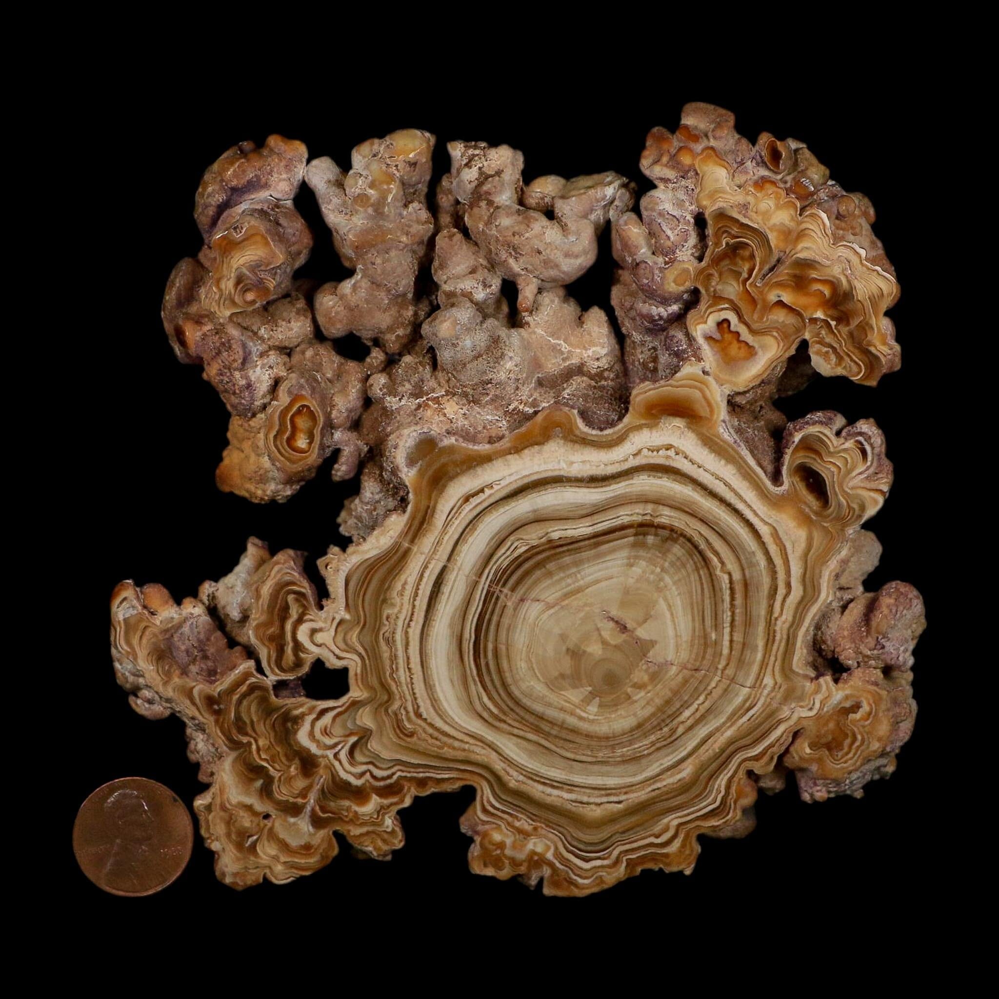 5.6" Aragonite Stalactite Slice Cave Calcite Crystal Mineral Specimen Morocco - Fossil Age Minerals
