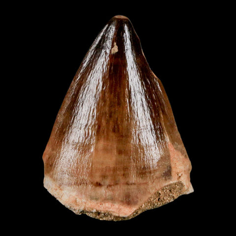 1.8" Mosasaur Prognathodon Fossil Tooth Cretaceous Dinosaur Era COA & Stand - Fossil Age Minerals