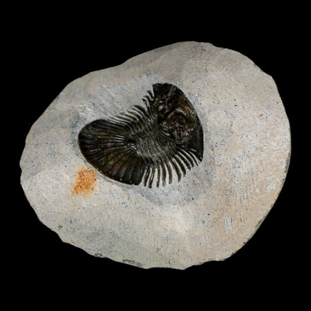 1.2" Scabriscutellum Trilobite Fossil Devonian Morocco 400 Million Years Old COA