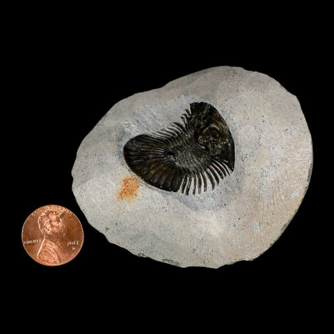 1.2" Scabriscutellum Trilobite Fossil Devonian Morocco 400 Million Years Old COA - Fossil Age Minerals