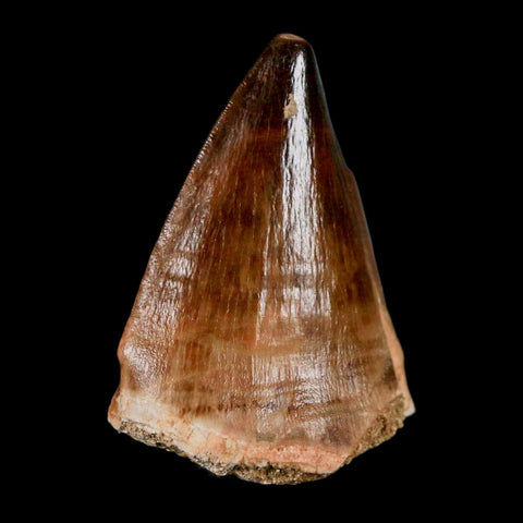 1.8" Mosasaur Prognathodon Fossil Tooth Cretaceous Dinosaur Era COA & Stand - Fossil Age Minerals