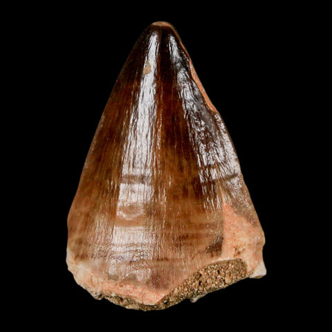 1.8" Mosasaur Prognathodon Fossil Tooth Cretaceous Dinosaur Era COA & Stand - Fossil Age Minerals