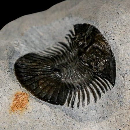 1.2" Scabriscutellum Trilobite Fossil Devonian Morocco 400 Million Years Old COA