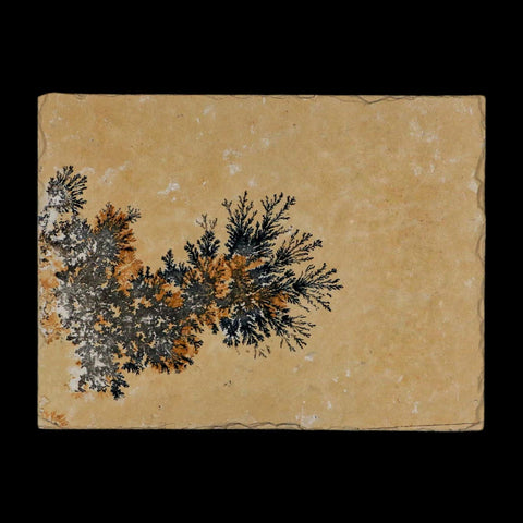 3.1" Pyrolusite Dendritic Limestone Solnhofen Upper Jurassic Age West Germany