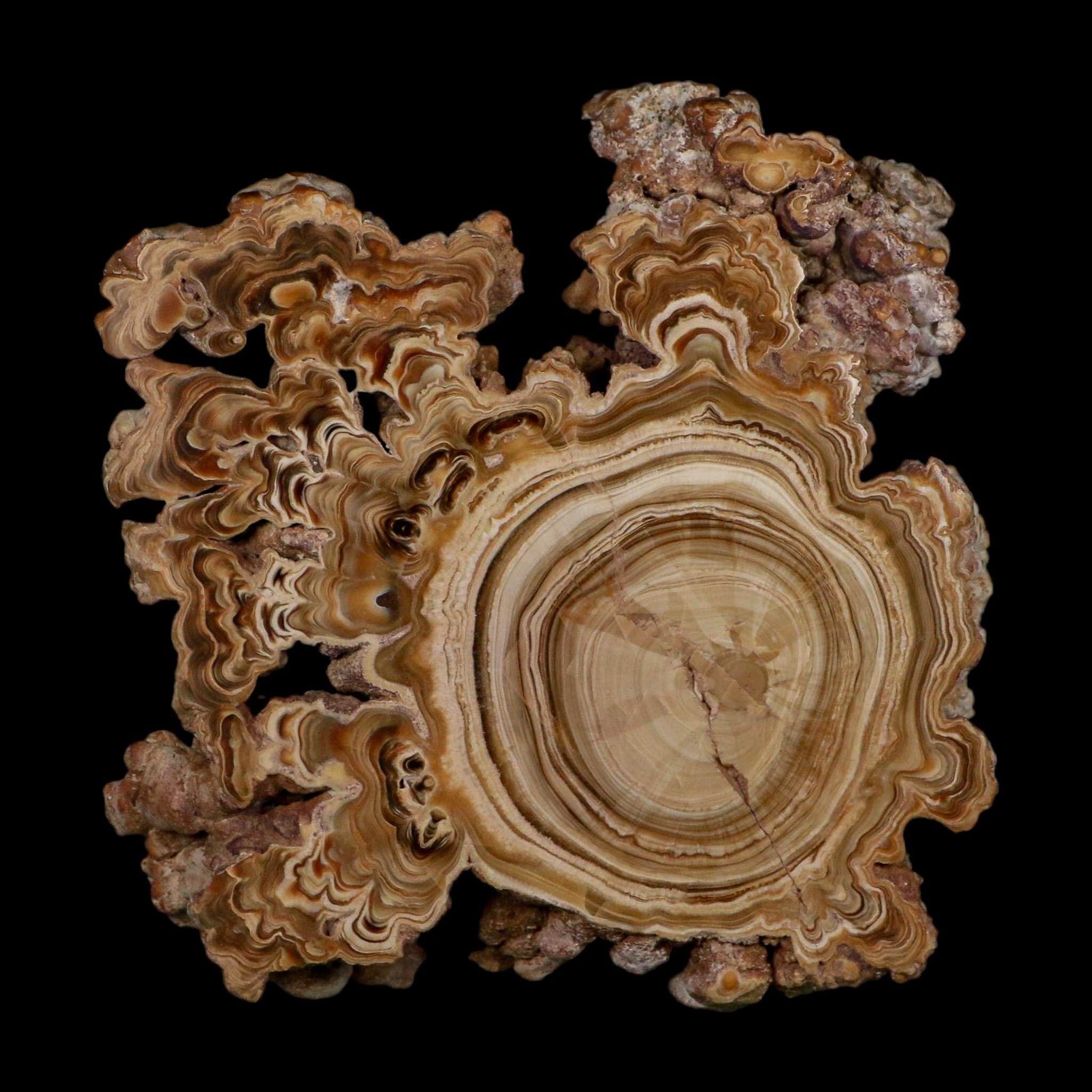 5.6" Aragonite Stalactite Slice Cave Calcite Crystal Mineral Specimen Morocco - Fossil Age Minerals