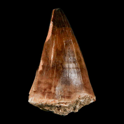 1.8" Mosasaur Prognathodon Fossil Tooth Cretaceous Dinosaur Era COA & Stand - Fossil Age Minerals