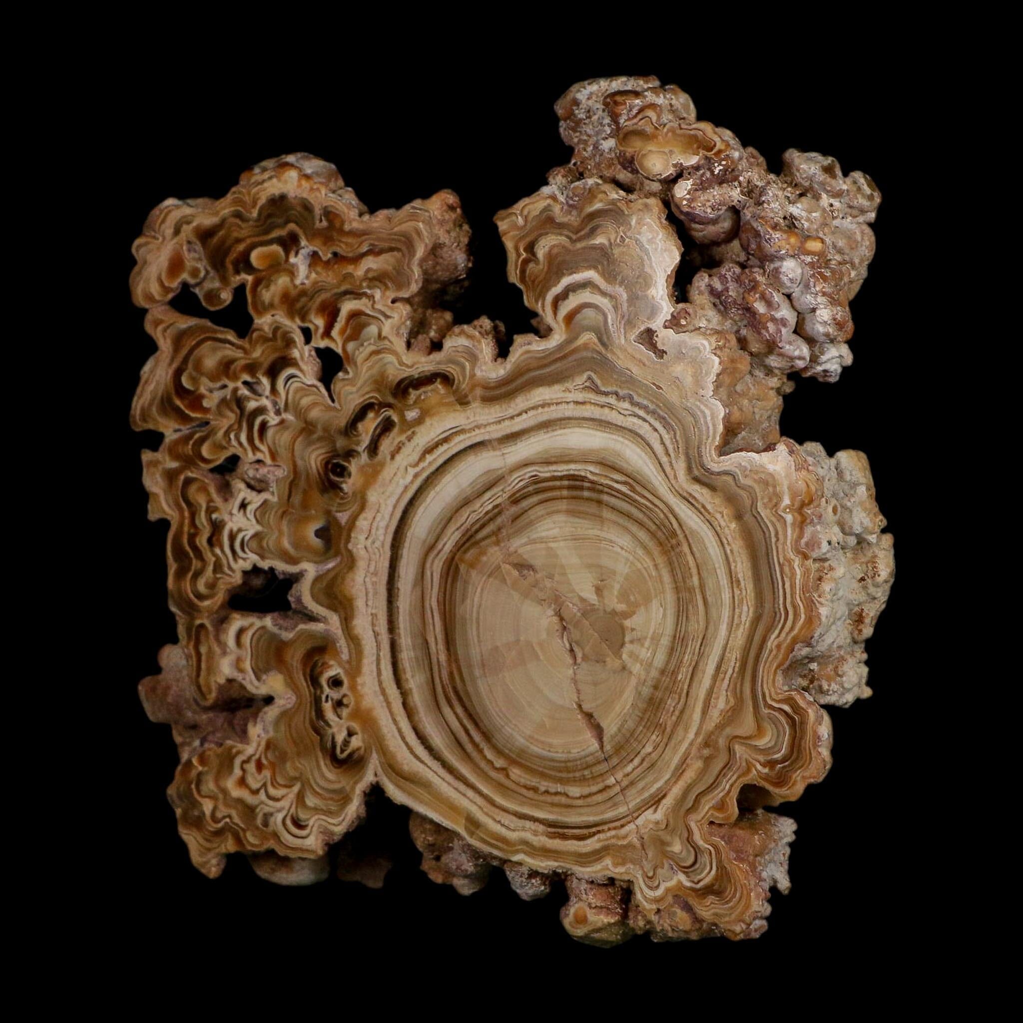 5.6" Aragonite Stalactite Slice Cave Calcite Crystal Mineral Specimen Morocco - Fossil Age Minerals