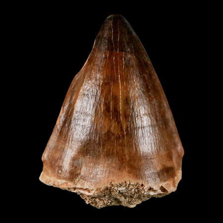 1.8" Mosasaur Prognathodon Fossil Tooth Cretaceous Dinosaur Era COA & Stand