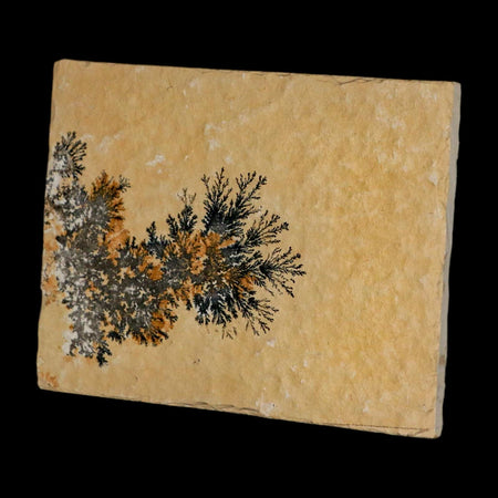 3.1" Pyrolusite Dendritic Limestone Solnhofen Upper Jurassic Age West Germany