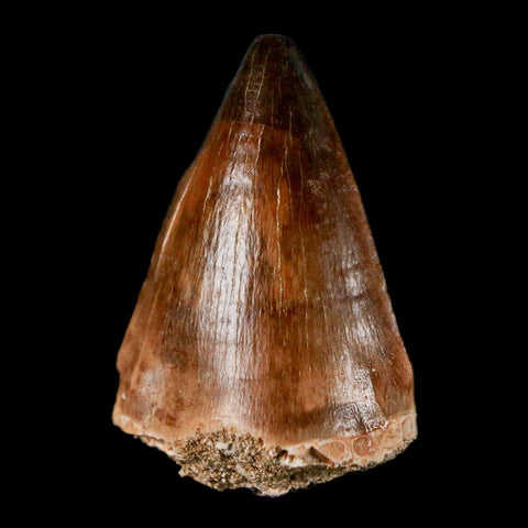 1.8" Mosasaur Prognathodon Fossil Tooth Cretaceous Dinosaur Era COA & Stand - Fossil Age Minerals