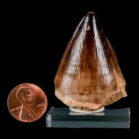 1.8" Mosasaur Prognathodon Fossil Tooth Cretaceous Dinosaur Era COA & Stand - Fossil Age Minerals