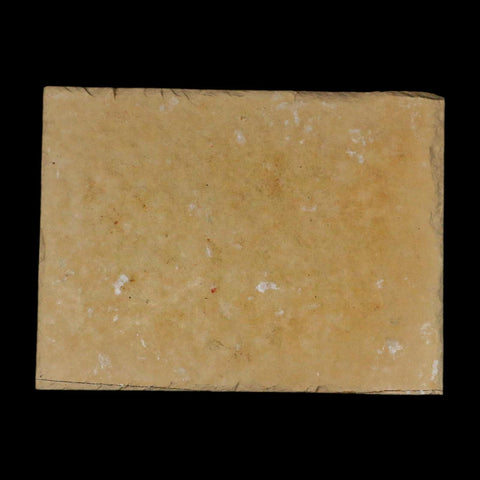 3.1" Pyrolusite Dendritic Limestone Solnhofen Upper Jurassic Age West Germany