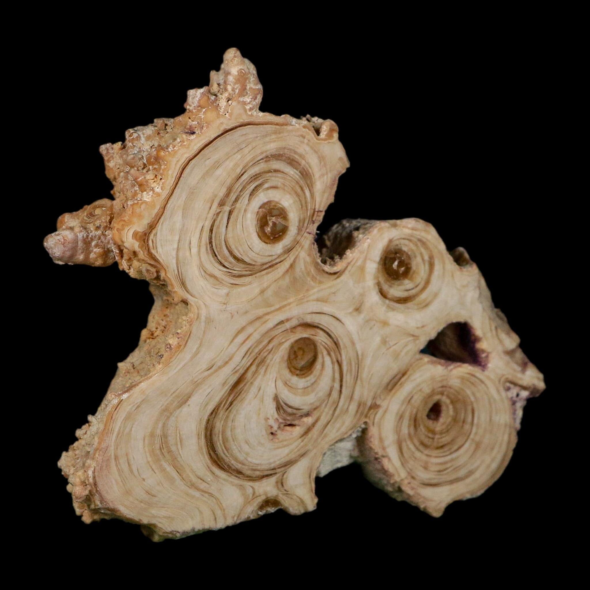 3.6" Aragonite Stalactite Slice Cave Calcite Crystal Mineral Specimen Morocco - Fossil Age Minerals