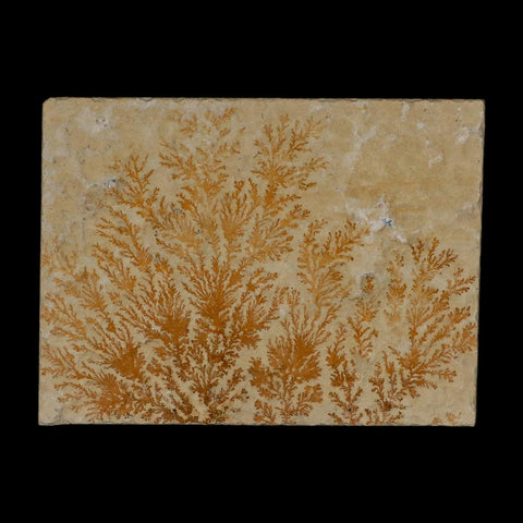 3.1" Pyrolusite Dendritic Limestone Solnhofen Upper Jurassic Age West Germany