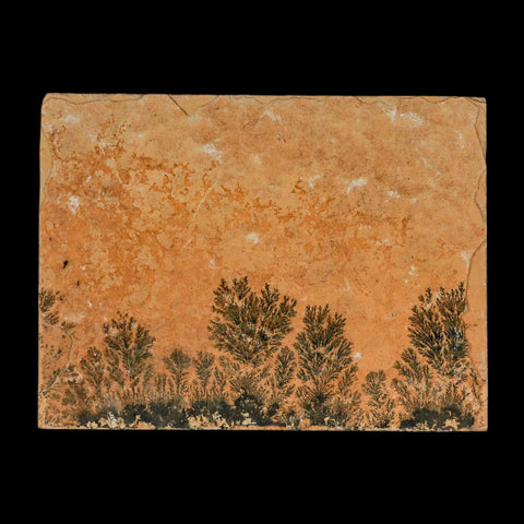 3.1" Pyrolusite Dendritic Limestone Solnhofen Upper Jurassic Age West Germany