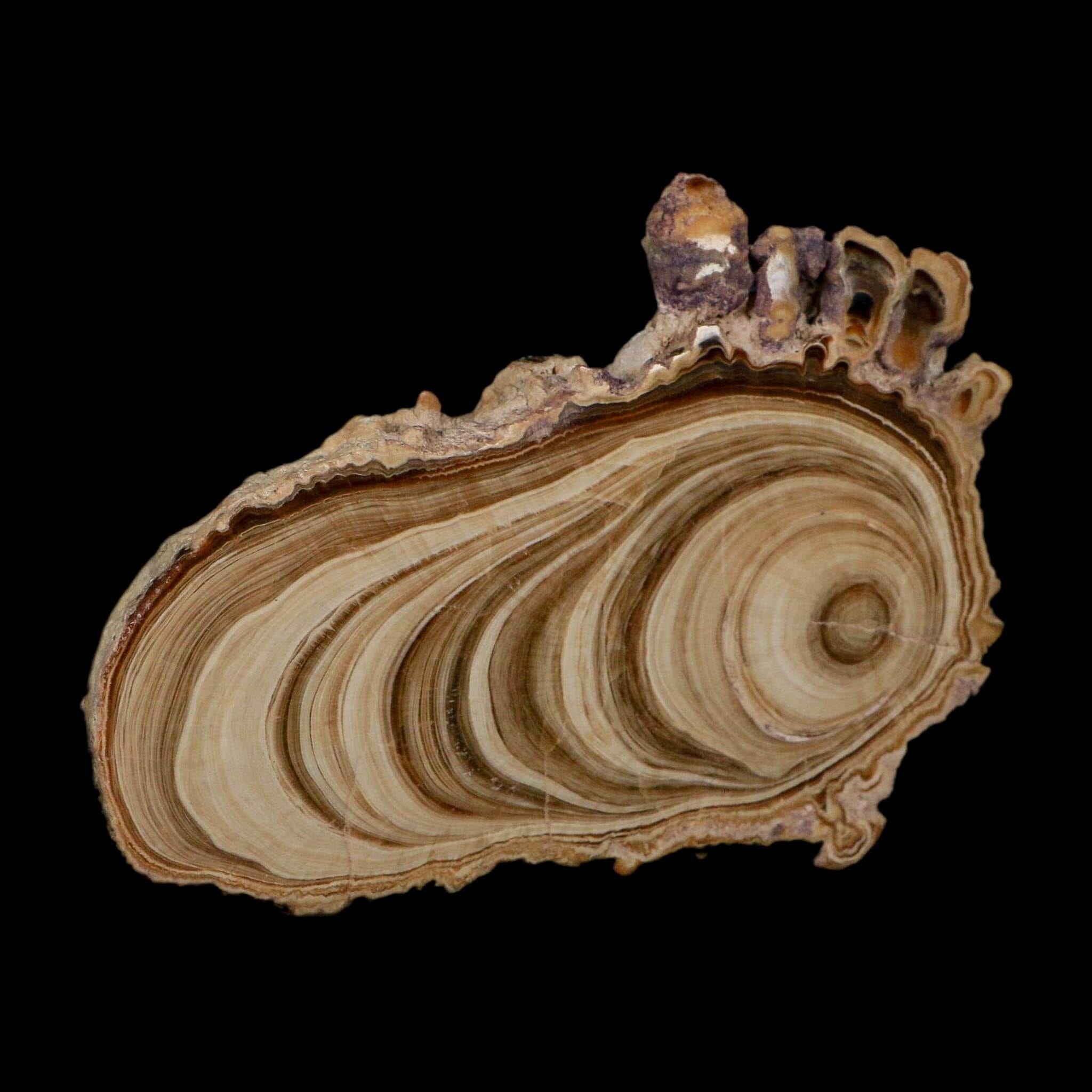 5" Aragonite Stalactite Slice Cave Calcite Crystal Mineral Specimen Morocco - Fossil Age Minerals