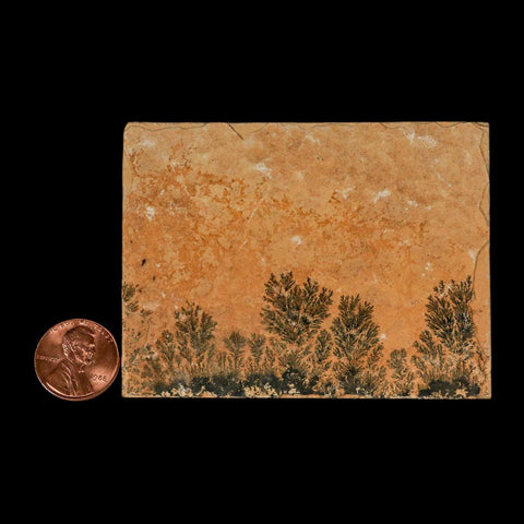 3.1" Pyrolusite Dendritic Limestone Solnhofen Upper Jurassic Age West Germany