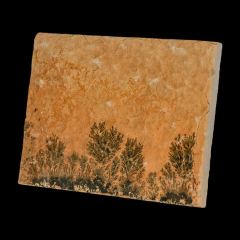 3.1" Pyrolusite Dendritic Limestone Solnhofen Upper Jurassic Age West Germany