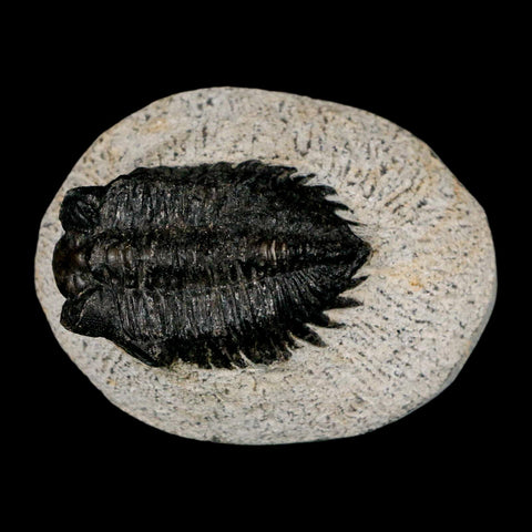 1.6" Coltraenia Oufatenensis Trilobite Fossil Devonian Morocco 400 Mil Yrs Old COA - Fossil Age Minerals