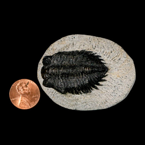 1.6" Coltraenia Oufatenensis Trilobite Fossil Devonian Morocco 400 Mil Yrs Old COA - Fossil Age Minerals