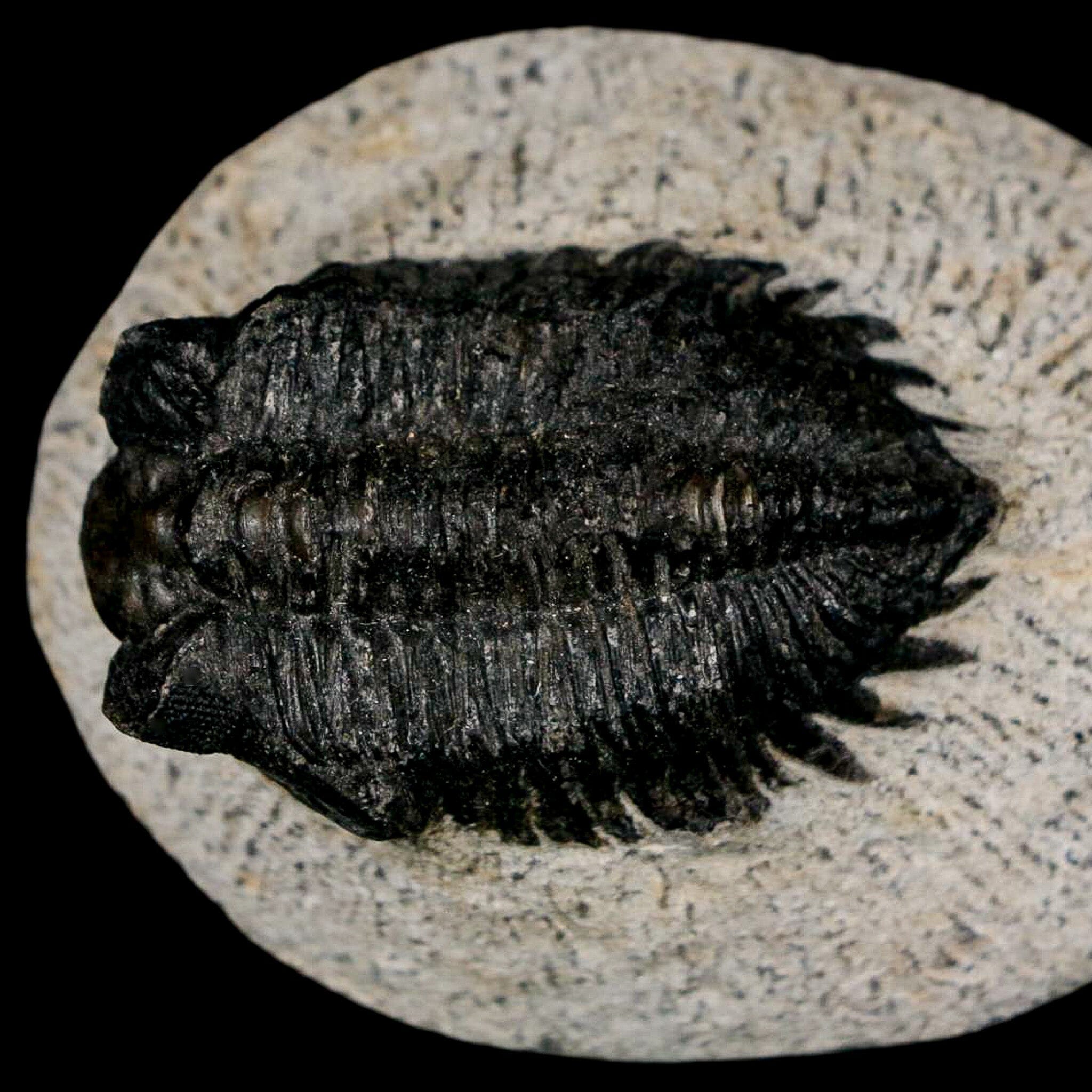 1.6" Coltraenia Oufatenensis Trilobite Fossil Devonian Morocco 400 Mil Yrs Old COA - Fossil Age Minerals
