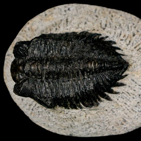 1.6" Coltraenia Oufatenensis Trilobite Fossil Devonian Morocco 400 Mil Yrs Old COA