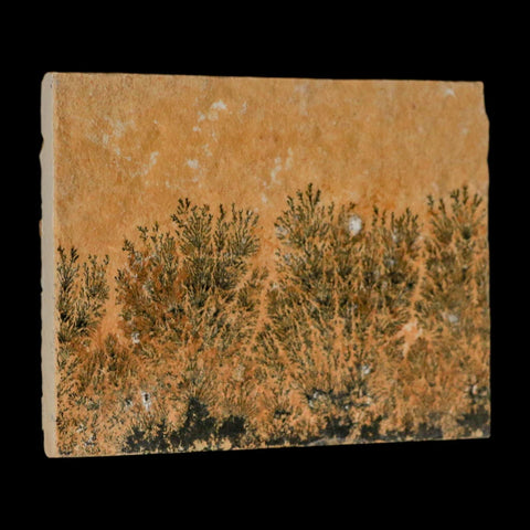 3.1" Pyrolusite Dendritic Limestone Solnhofen Upper Jurassic Age West Germany