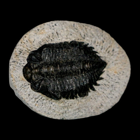 1.6" Coltraenia Oufatenensis Trilobite Fossil Devonian Morocco 400 Mil Yrs Old COA - Fossil Age Minerals