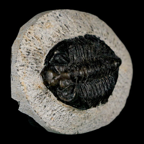 1.6" Coltraenia Oufatenensis Trilobite Fossil Devonian Morocco 400 Mil Yrs Old COA - Fossil Age Minerals