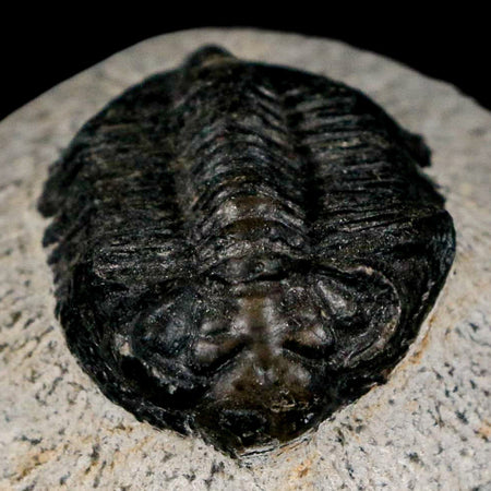 1.6" Coltraenia Oufatenensis Trilobite Fossil Devonian Morocco 400 Mil Yrs Old COA