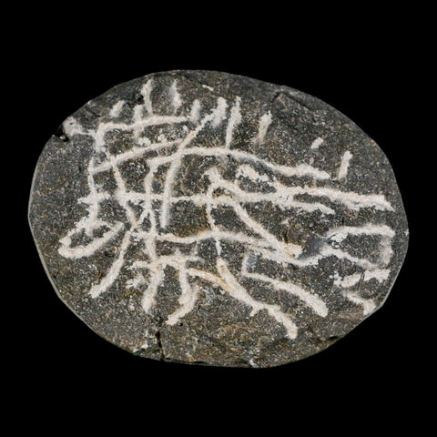 1.6" Coltraenia Oufatenensis Trilobite Fossil Devonian Morocco 400 Mil Yrs Old COA - Fossil Age Minerals