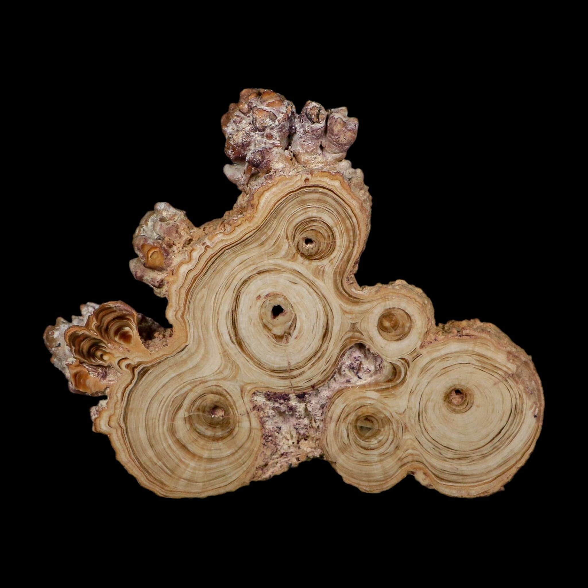 4.7" Aragonite Stalactite Slice Cave Calcite Crystal Mineral Specimen Morocco - Fossil Age Minerals