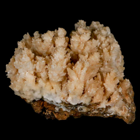 3.7" Botryoidal Aragonite Cave Calcite Crystal Cluster Mineral Specimen Morocco - Fossil Age Minerals