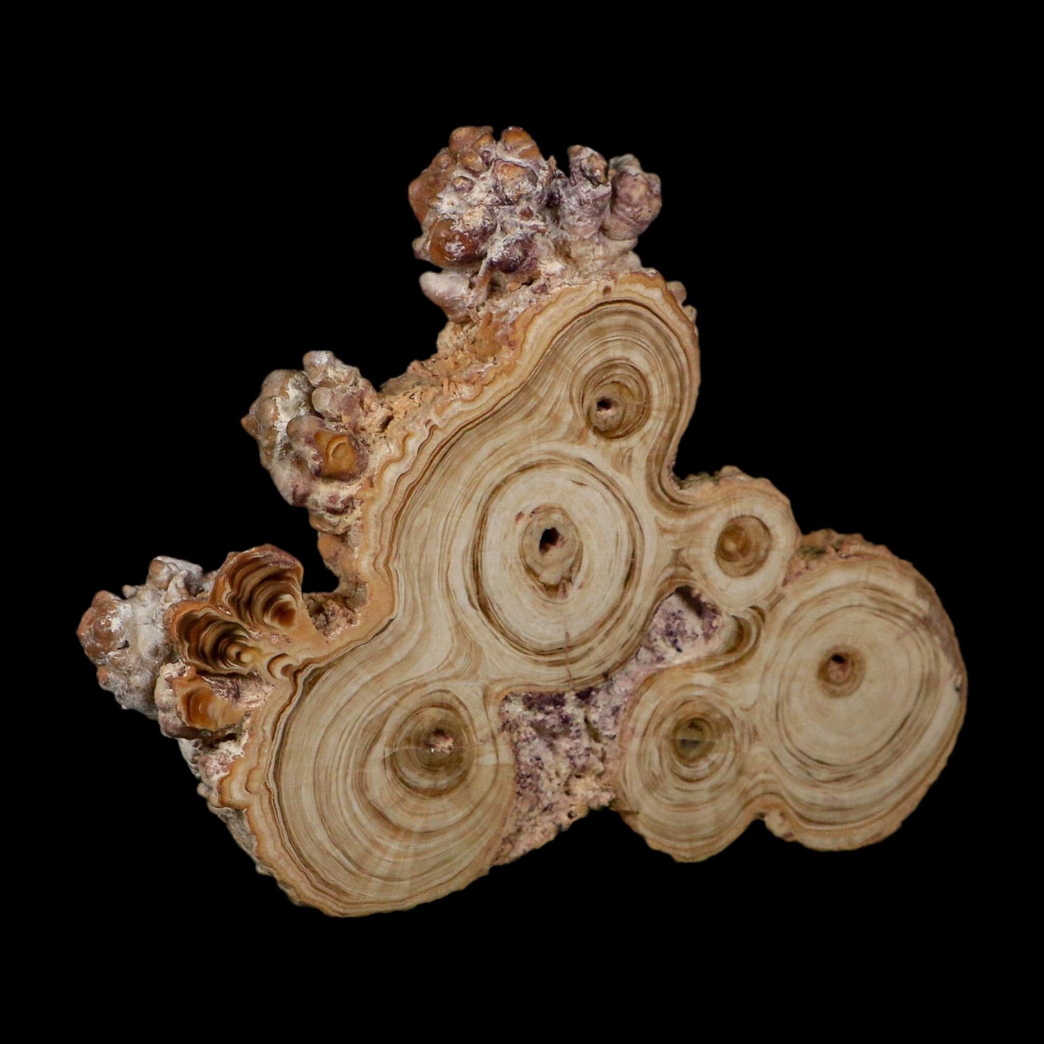 4.7" Aragonite Stalactite Slice Cave Calcite Crystal Mineral Specimen Morocco - Fossil Age Minerals